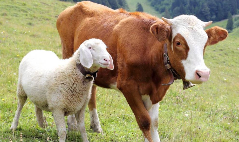 Menyambut Idul Adha dengan Qurban yang Lebih Bermakna
